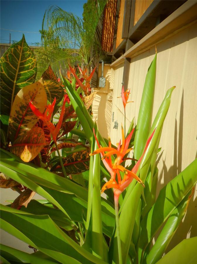 The Guest House Lahaina Zewnętrze zdjęcie